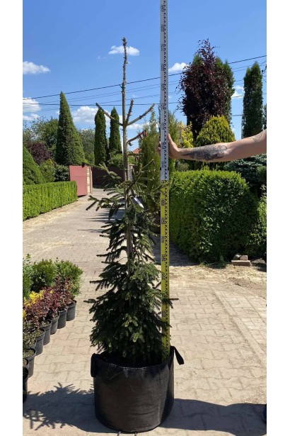 Ялина східна Ауреоспіката / Ауреа - 20л/вис.140-160см/Ø50-70см